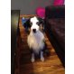Sunny, Australian Shepherd Dog Welpen - Rüde