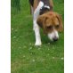 Sunny, Beagle Welpen - Hündin