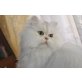 Sunny Boy Sarino, Perser Silber - Kater