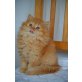 Sunny, Britisch Langhaar - Kater