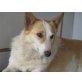 Sunny, Collie-Mix-Hündin - Hündin