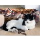 Sunny, EKH - Kater