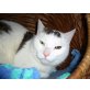 Sunny, Europäisch Kurzhaar - Kater