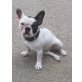 Sunny, Französische Bulldogge - Hündin