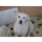 Sunny, Golden Retriever - Hündin