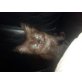 Sunny, Hauskatze und Ragdoll - Katze