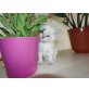 Sunny, Heilige Birma - Kater