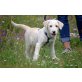 Sunny, Hirtenhund Mischling SUNNY  Welpen - Hündin