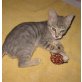 Sunny, Kartäuser Siam Mix - Kater