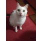 Sunny, .  - Katze