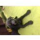Sunny, Labrador/Weimaraner Welpe (Labmaraner) Welpen - Hündin