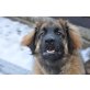 Sunny, Leonberger - Hündin