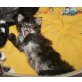 Sunny, Maine Coon - Kater