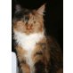 Sunny, Maine Coon - Katze