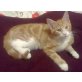 Sunny, Maine Coon/Perser-EKH - Kater