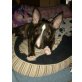 Sunny, Miniatur Bullterrier Welpen - Hündin