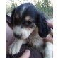 Sunny, Mischling Welpen - Hündin