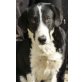 Sunny, Mischling Welpen - Rüde