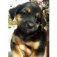 Sunny, Mischling Welpen - Rüde