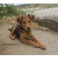 Sunny, Mischling Welpen - Rüde