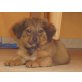 Sunny, Mix Welpen - Hündin