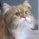 Sunny, Perser - Katze