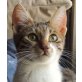 Sunny, Pflegestelle in Leimen - Kater