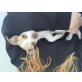 Sunny, Pinscher Chihuahua - Rüde