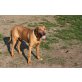 Sunny, Rhodesian Ridgeback - Rüde