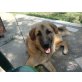 Sunny, Sanfte Retriever/Hütehundmixdame sucht..... - Hündin