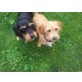 Sunny & Snoopy, Zwergdackel-Havanese - Hündin