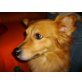 Sunny, Spitz-Collie Mix - Rüde