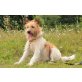 Sunny, Terrier-Mischling - Rüde