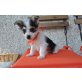 Sunny, Yo-Chi (Yorky-Chihuahua) Welpen - Rüde