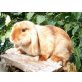 Sunny, Zwergwidder satin - weiblich