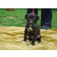 Sunny (kris-hu) Bullterrier  Staffmixhündin  - Hündin