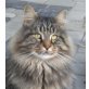 Sunny und Hera, Maine Coon - Kater