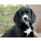 Sunny und Rico, Beagle - Labrador - Mischlingswelpen !!! Welpen - Hündin