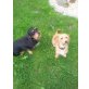 Sunny und Snoopy, Zwergdackel und Rauhaardackel - Hündin