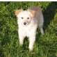 Sunny unser Sonnenschein sucht SIE!! Pflegest - Hündin