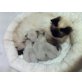Sunsetmelody Ashley, Atreju, Heilige Birma - Kater