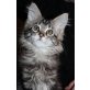Sunsplash, Maine Coon - Katze