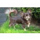 Super Chihuahua Welpen, geimpft, gechipt, Chihuahua kurzhaariger Schlag Welpen - Rüde