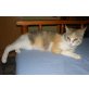 Super liebe Katzendame Alice, EKH Mix - Katze