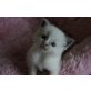 Super süße Ragdoll Kitten, Ragdoll - Kater