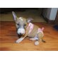 Super süße Reinrassige Miniature Bull-Terrie, Miniatur Bullterrier - Rüde