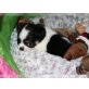 Super süßer Chihuahua Welpe, Chihuahua kurzhaariger Schlag - Rüde