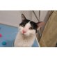 Superchango, ein Schmusekater - Kater