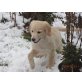 Superliebe Golden Retriever Welpen, Golden Retriever Welpen - Hündin