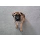 Supersüße Leonberger-Malinoi Mix Welpen abzug Welpen - Hündin
